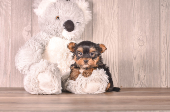 Best Yorkshire Terrier Baby
