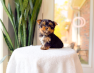 8 week old Yorkshire Terrier Puppy For Sale - Simply Southern Pups