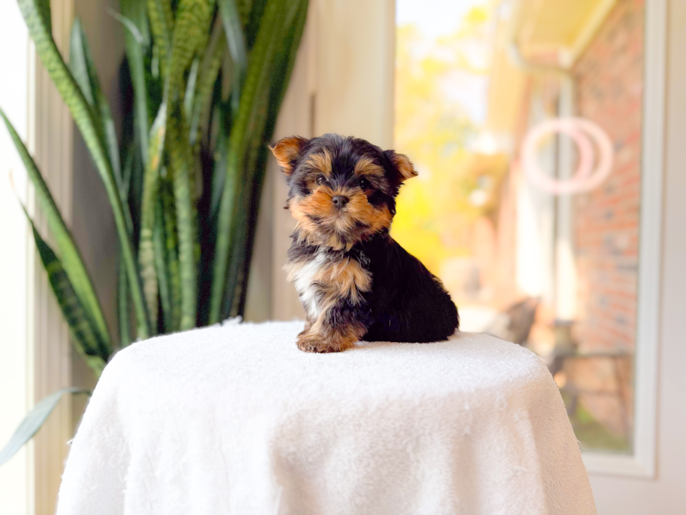Cute Yorkie Purebred Puppy