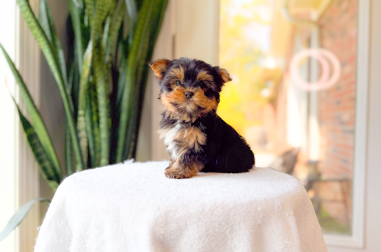 Cute Yorkie Purebred Puppy