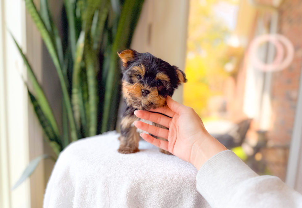 Yorkshire Terrier Pup Being Cute