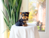 8 week old Yorkshire Terrier Puppy For Sale - Simply Southern Pups