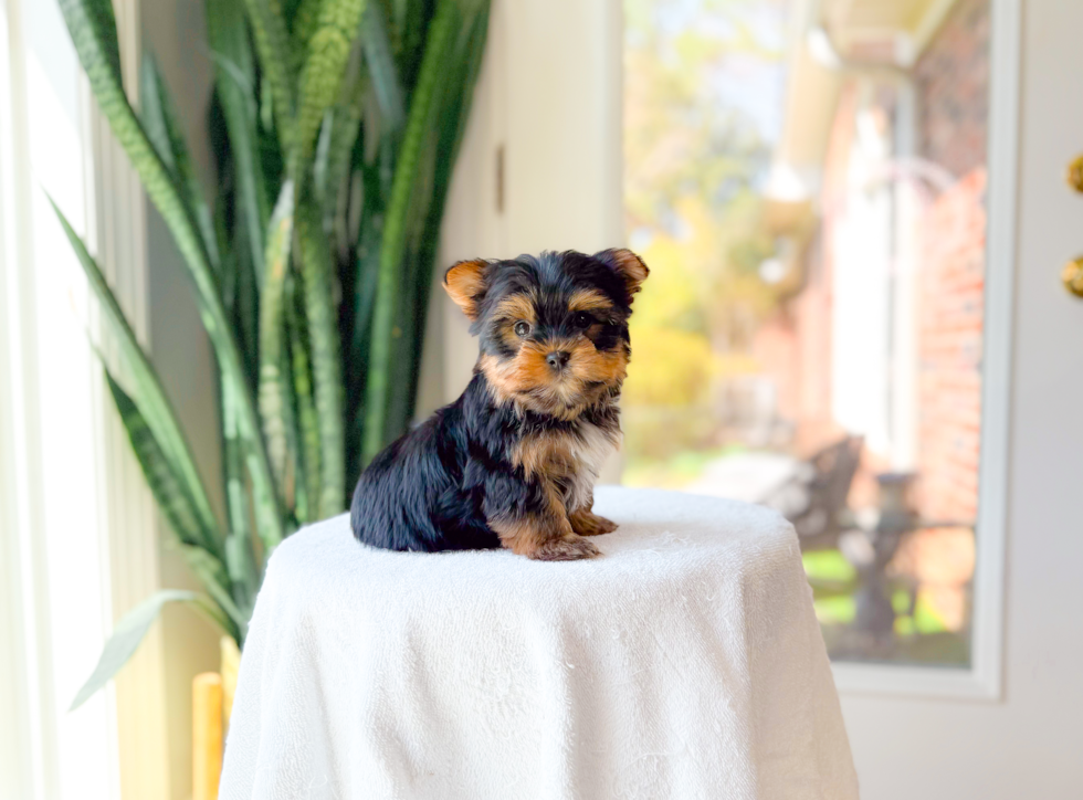 Yorkshire Terrier Puppy for Adoption