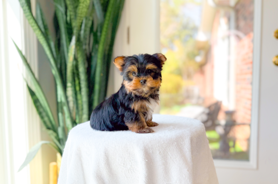 Yorkshire Terrier Puppy for Adoption