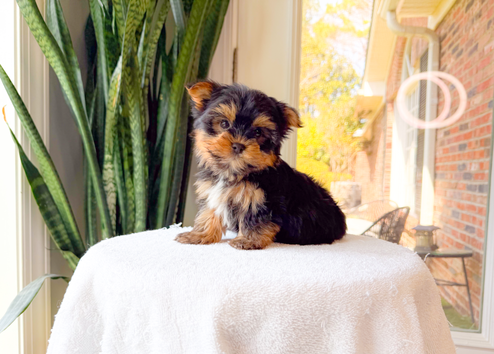 Cute Yorkshire Terrier Purebred Pup