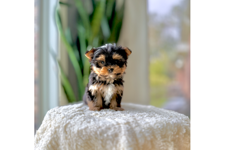 Best Yorkshire Terrier Baby