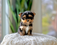 9 week old Yorkshire Terrier Puppy For Sale - Simply Southern Pups