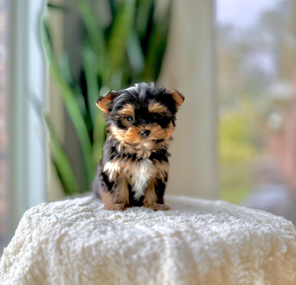 Best Yorkshire Terrier Baby