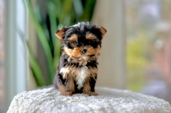 Best Yorkshire Terrier Baby
