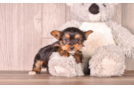 Best Yorkshire Terrier Baby