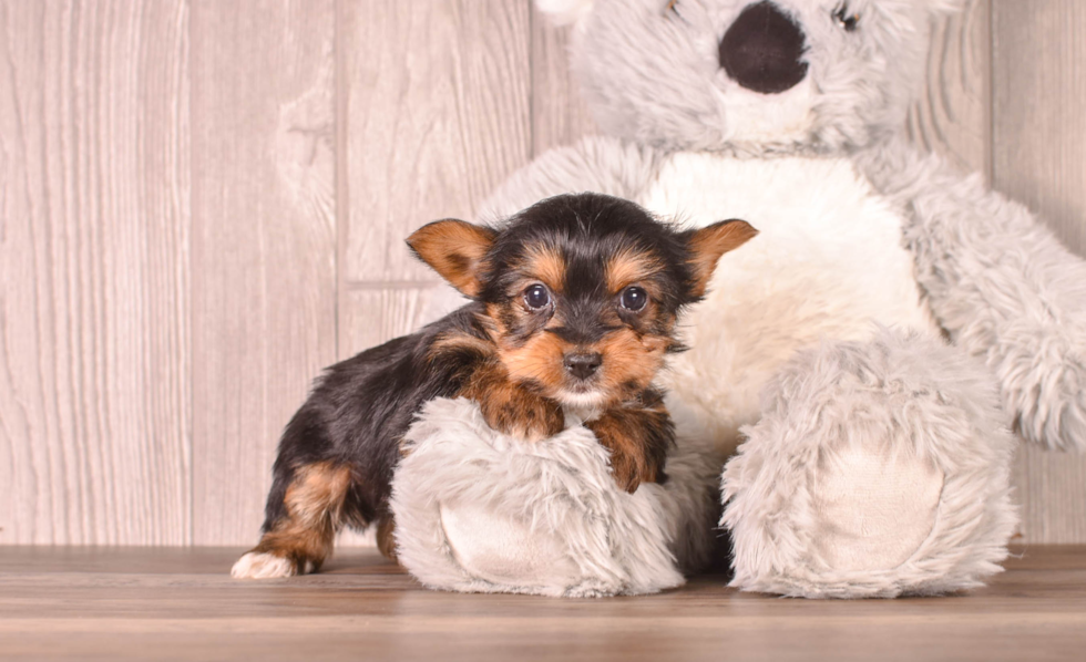 Best Yorkshire Terrier Baby