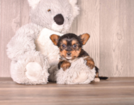 7 week old Yorkshire Terrier Puppy For Sale - Simply Southern Pups