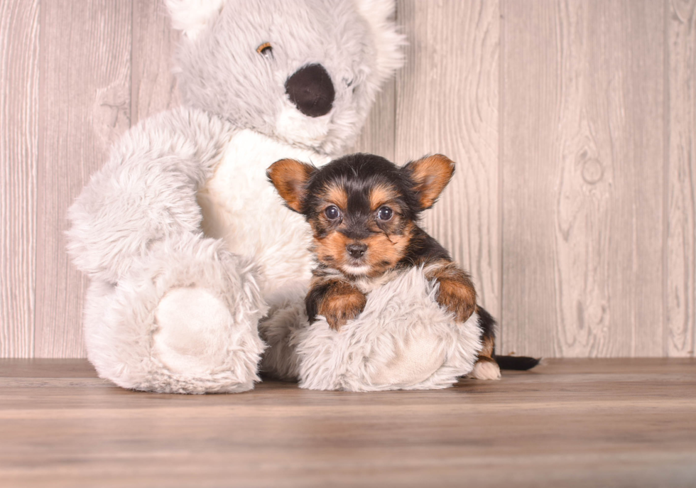Cute Yorkshire Terrier Baby