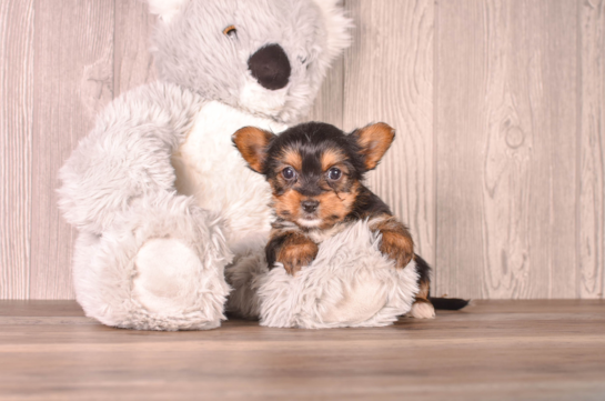 Cute Yorkshire Terrier Baby