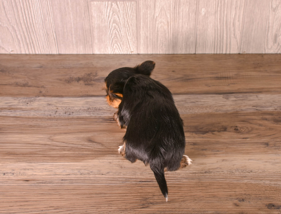 Yorkshire Terrier Pup Being Cute