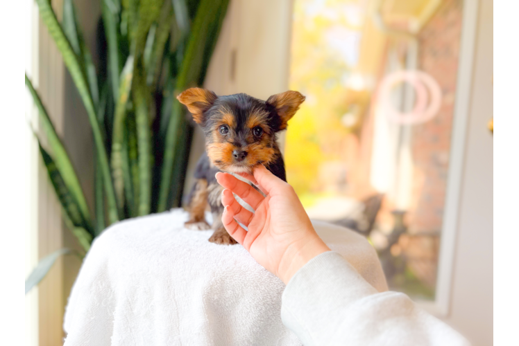 Yorkshire Terrier Puppy for Adoption