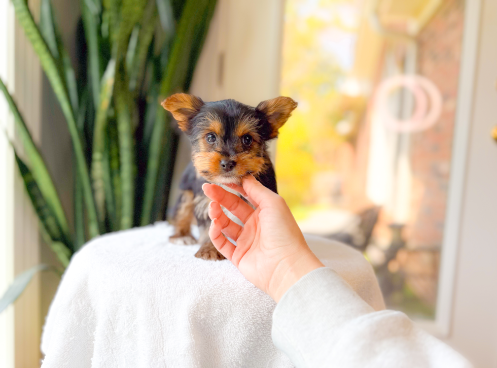 Yorkshire Terrier Puppy for Adoption