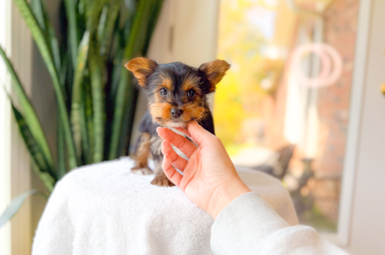 Yorkshire Terrier Puppy for Adoption