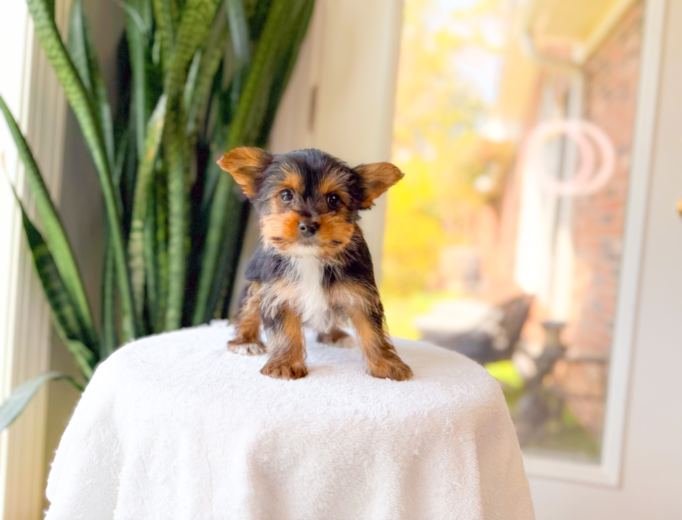 Yorkshire Terrier Pup Being Cute