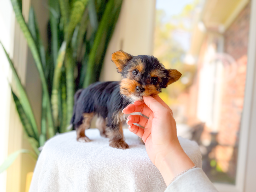 Yorkshire Terrier Puppy for Adoption
