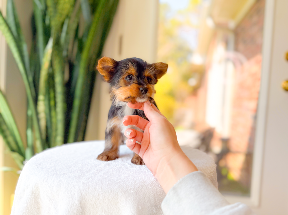 Yorkshire Terrier Pup Being Cute