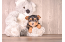 Cute Yorkie Purebred Puppy