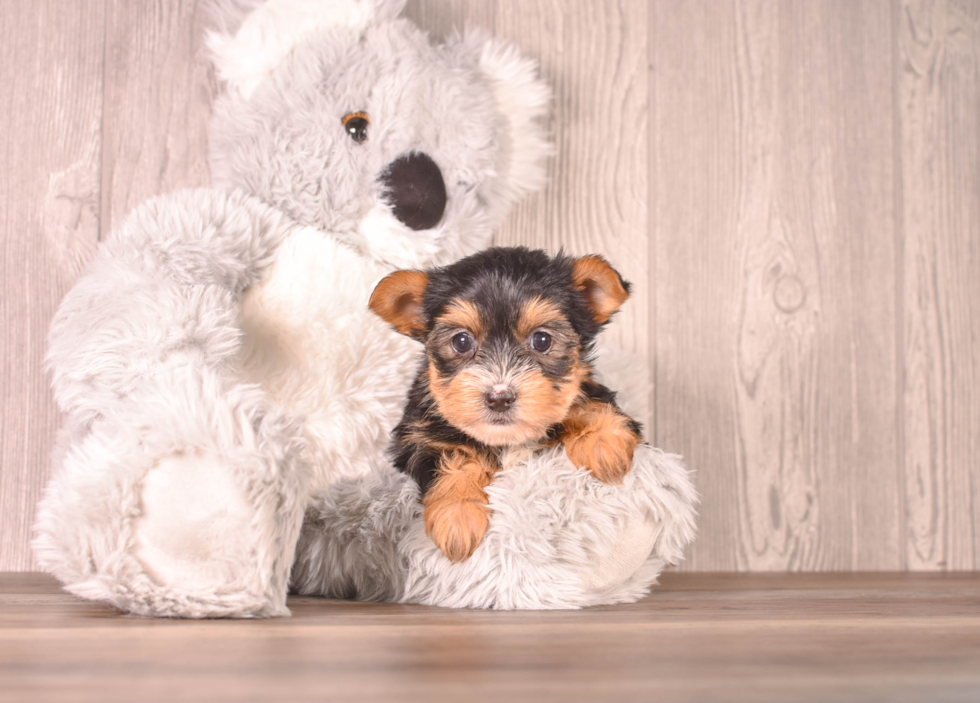 Cute Yorkie Purebred Puppy