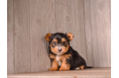 Cute Yorkie Purebred Puppy