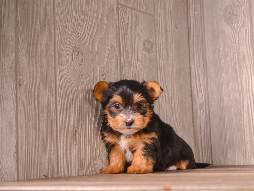Cute Yorkie Purebred Puppy