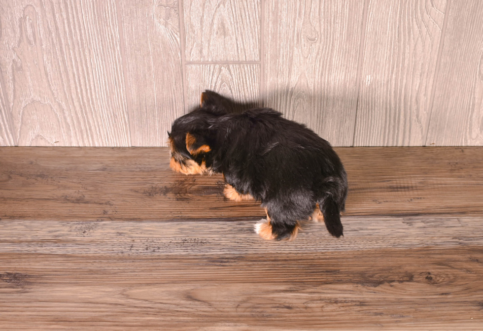 Best Yorkshire Terrier Baby