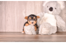 Cute Yorkshire Terrier Purebred Pup