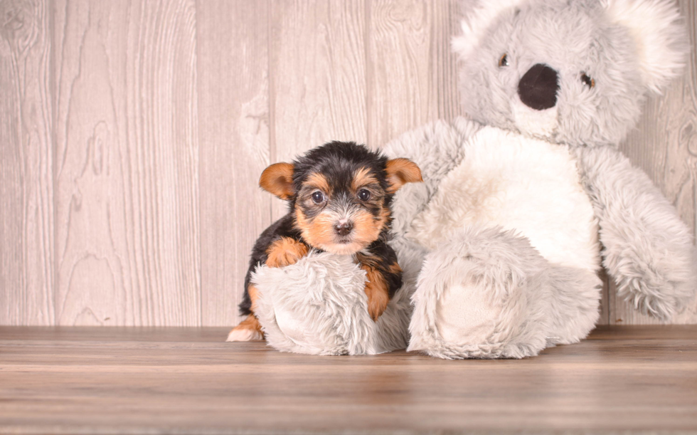 Cute Yorkshire Terrier Purebred Pup