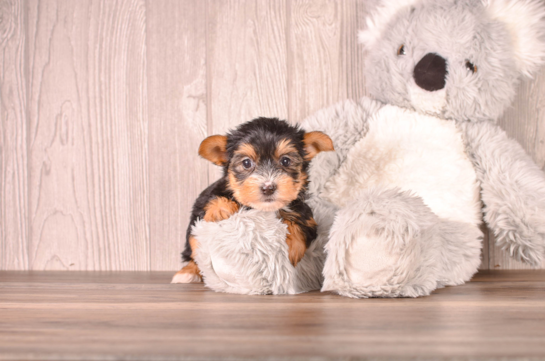 Cute Yorkshire Terrier Purebred Pup