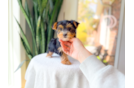 Yorkshire Terrier Puppy for Adoption