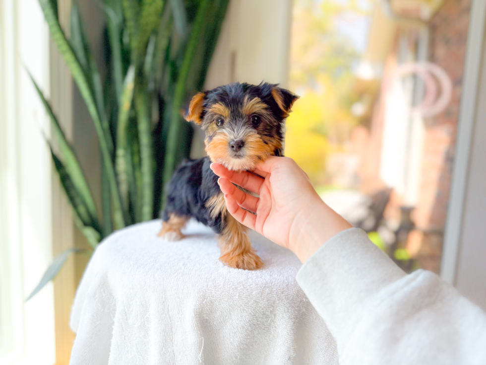 Yorkshire Terrier Puppy for Adoption