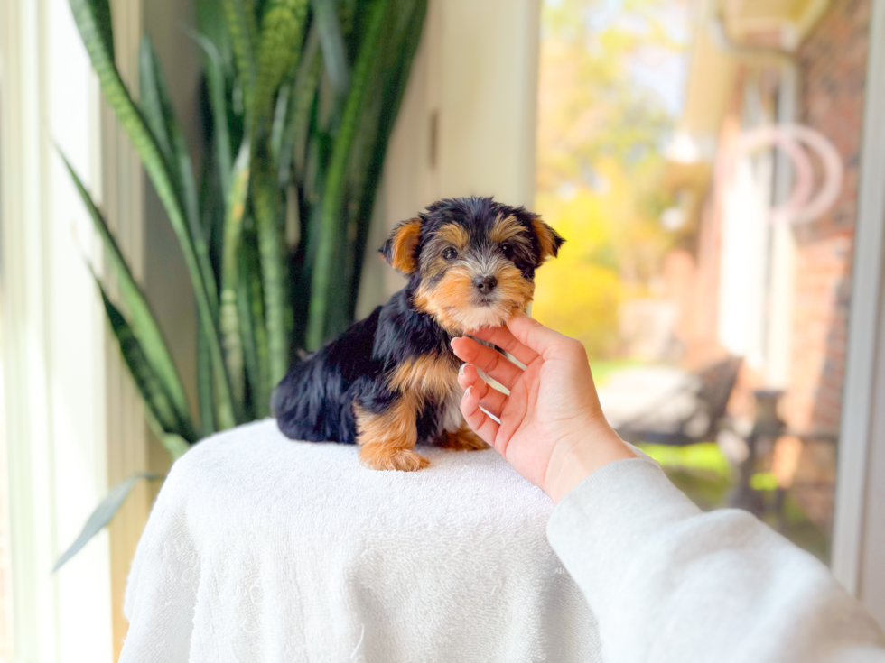 Yorkshire Terrier Pup Being Cute
