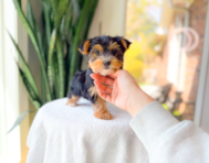 9 week old Yorkshire Terrier Puppy For Sale - Simply Southern Pups