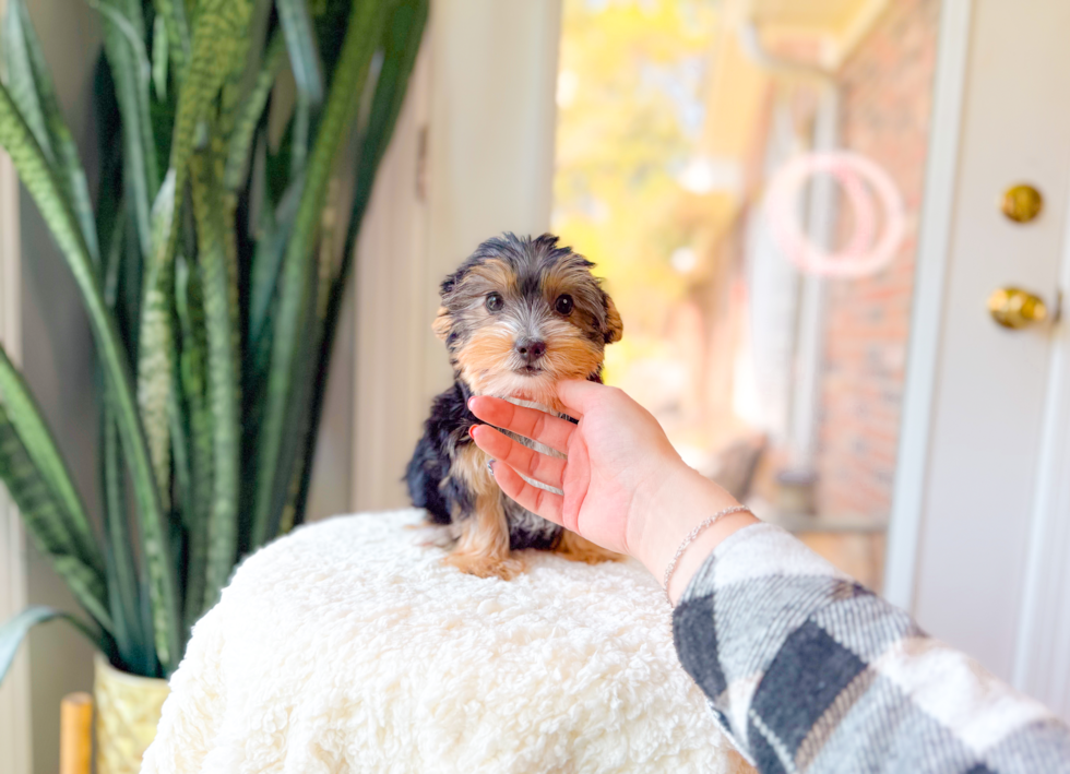 Cute Yorkshire Terrier Baby