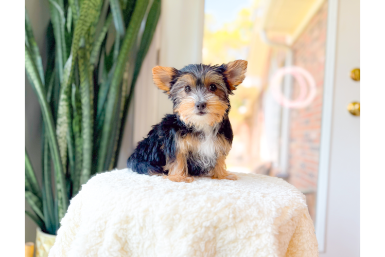 Yorkshire Terrier Pup Being Cute
