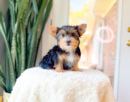 11 week old Yorkshire Terrier Puppy For Sale - Simply Southern Pups
