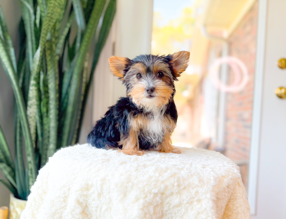 Yorkshire Terrier Pup Being Cute