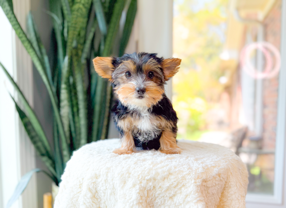 Yorkshire Terrier Pup Being Cute