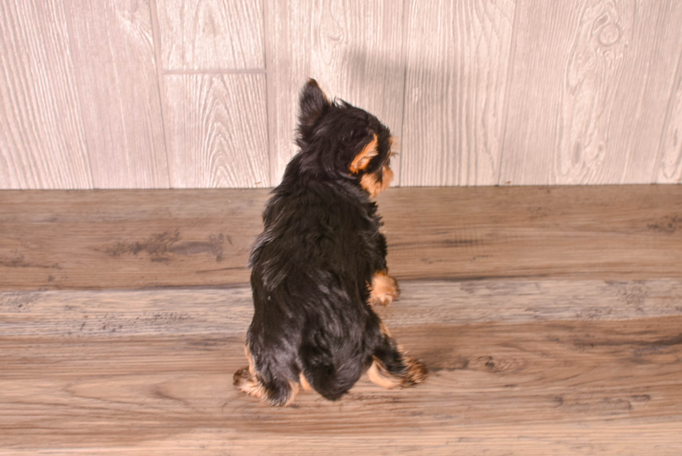 Yorkshire Terrier Pup Being Cute