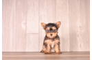 Yorkshire Terrier Pup Being Cute