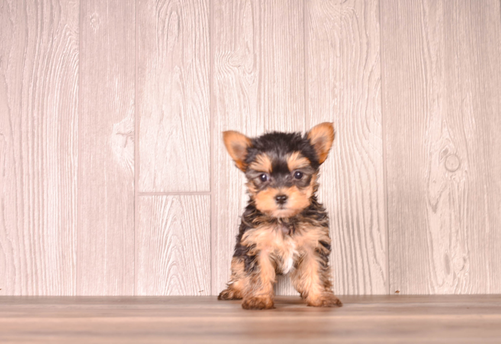 Yorkshire Terrier Pup Being Cute