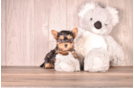 Cute Yorkshire Terrier Purebred Pup