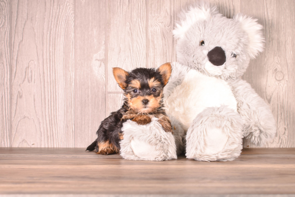 Cute Yorkshire Terrier Purebred Pup