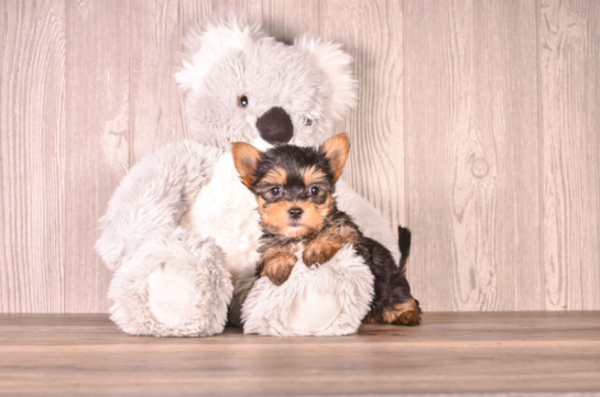 Yorkshire Terrier Pup Being Cute