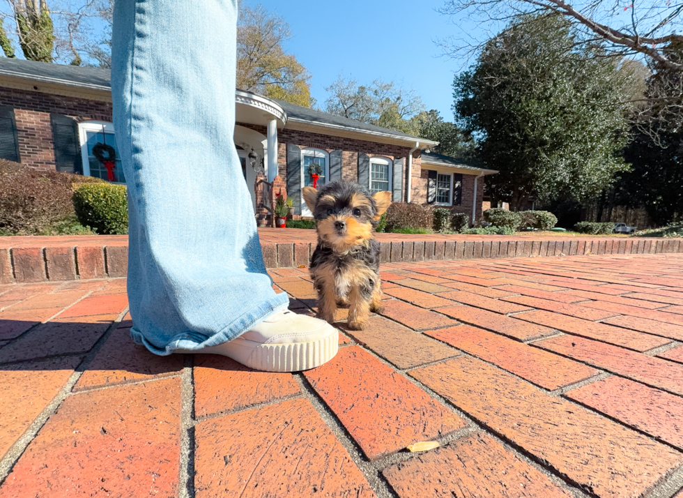 Cute Yorkie Purebred Puppy
