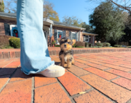 9 week old Yorkshire Terrier Puppy For Sale - Simply Southern Pups